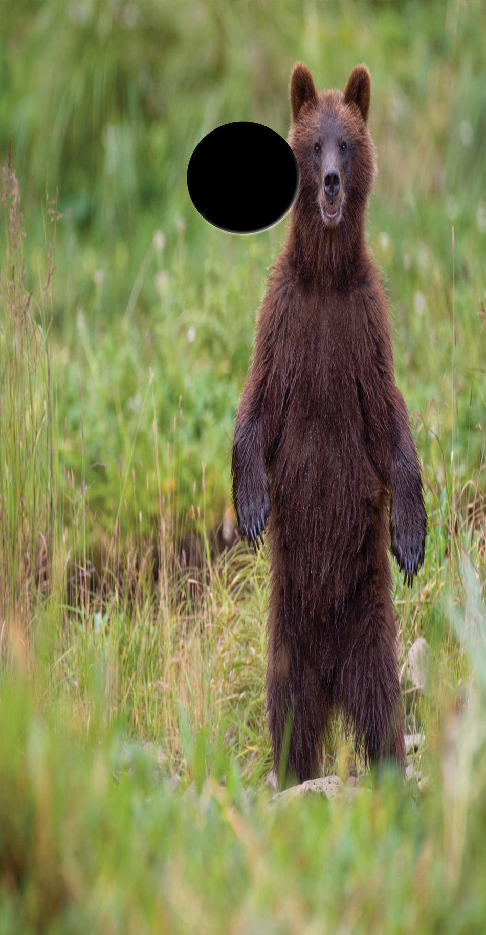Bear Cub Custom Vinyl Cornhole Wrap
